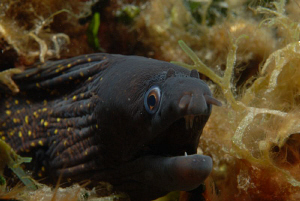Young morayeel near Telascica by Andy Kutsch 